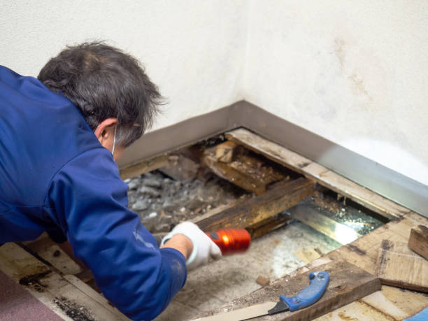 Best Mold Removal Near Me  in Albany, MO