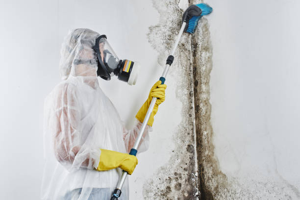 Best Mold Remediation Services  in Albany, MO