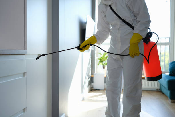 Best Mold Removal Company Near Me  in Albany, MO