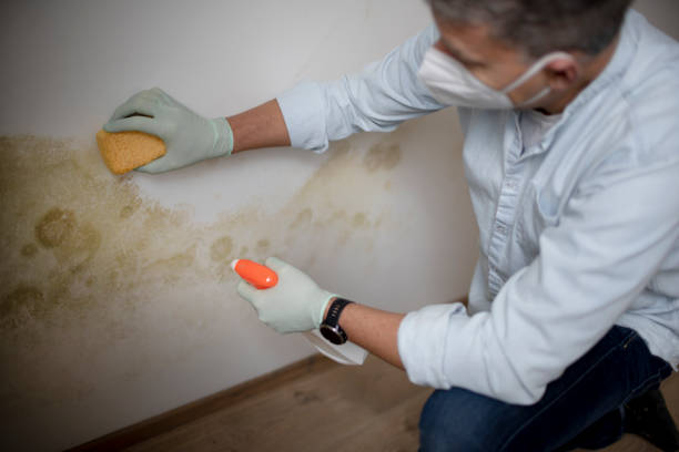 Best Mold Testing  in Albany, MO