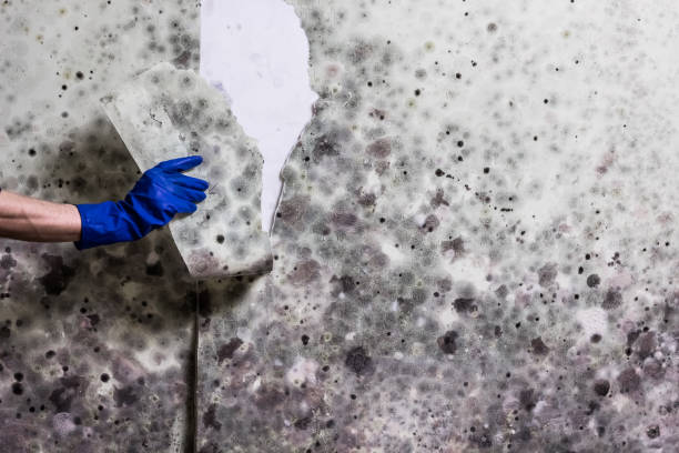 Best Toxic Mold Removal  in Albany, MO